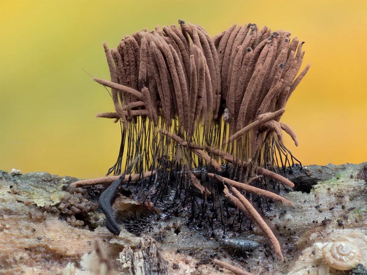Slime Mould 2023C 38