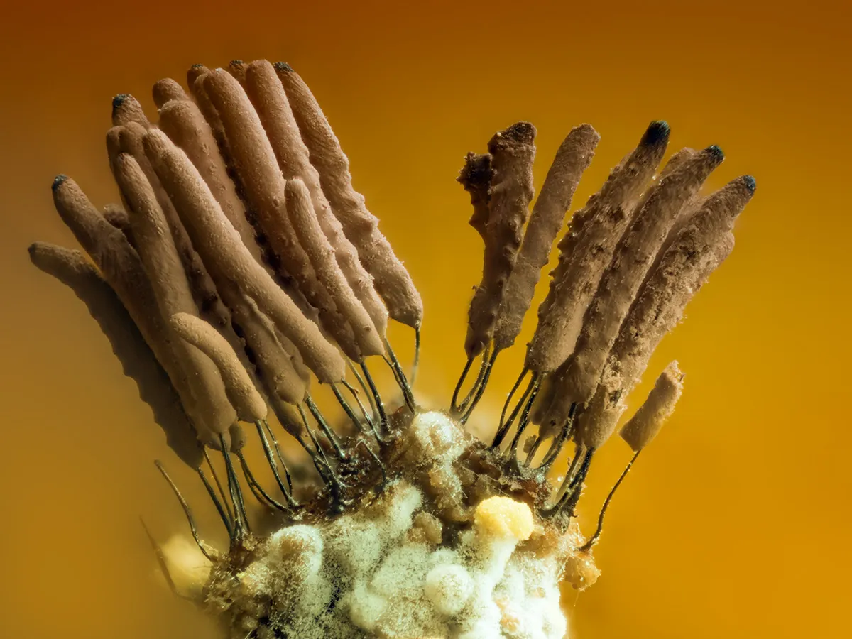 Slime Mould 2023C 4