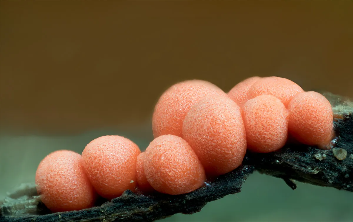 Slime Mould 2023C 41
