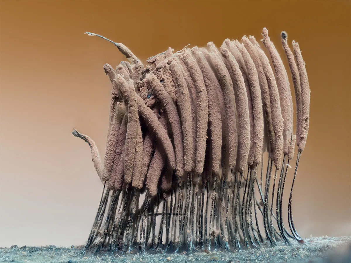 Slime Mould 2023C 42