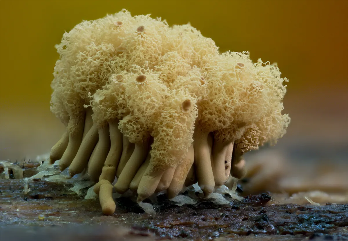 Slime Mould 2023C 45