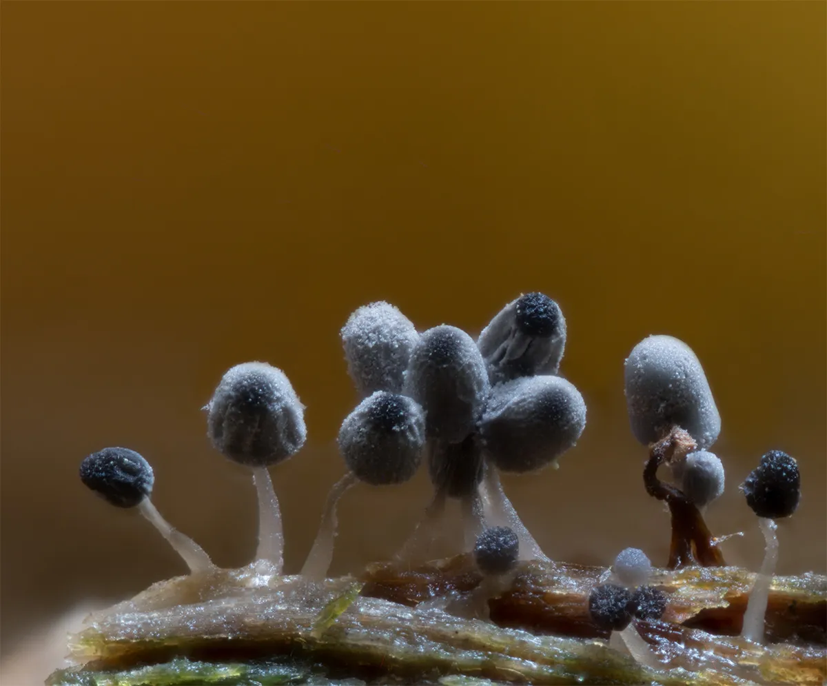 Slime Mould 2023C 46