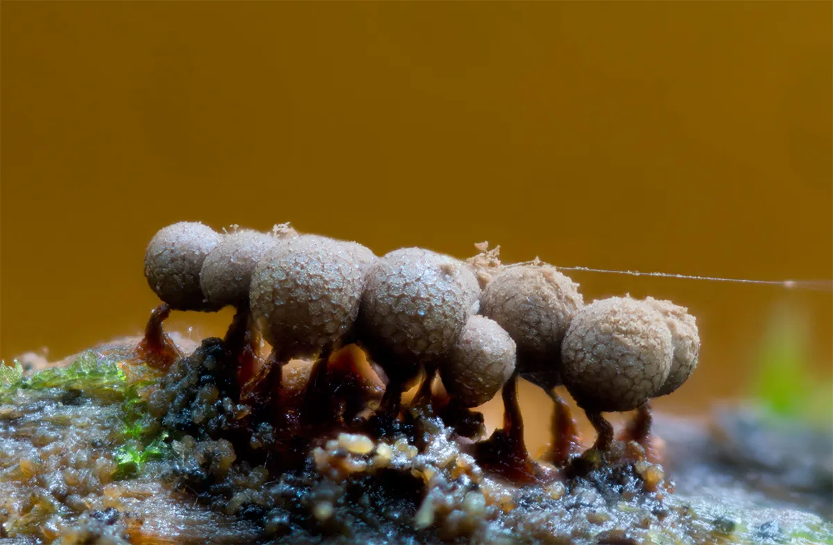 Slime Mould 2023C 47