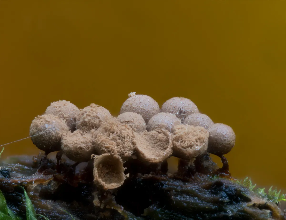 Slime Mould 2023C 48