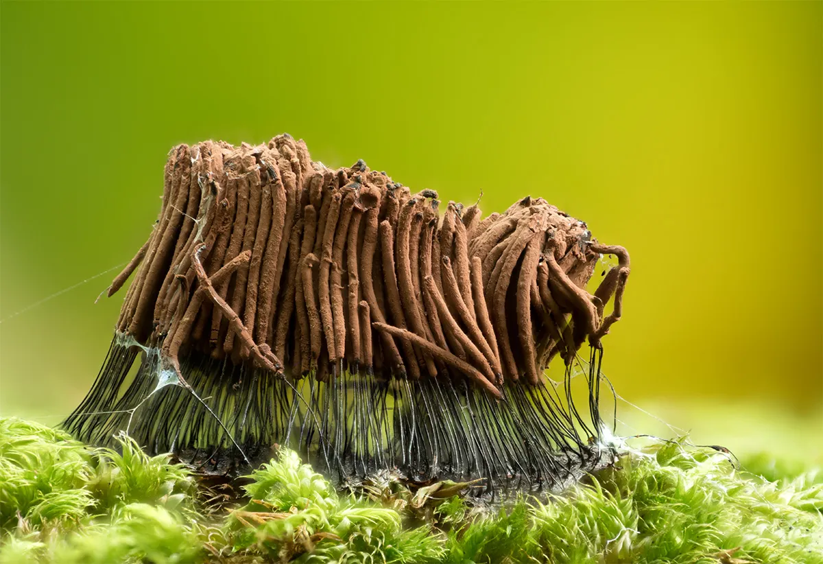 Slime Mould 2023C 49
