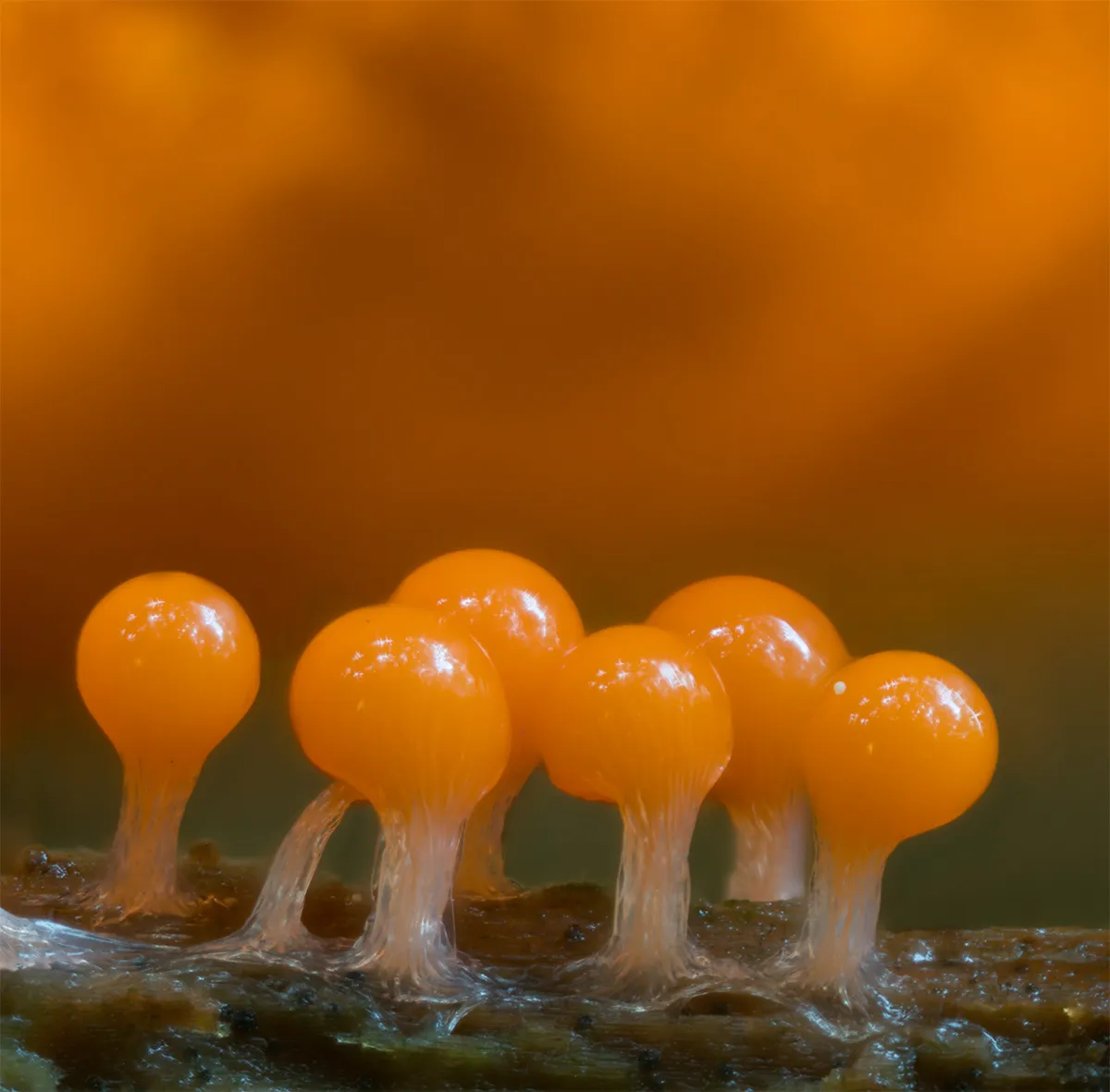 Slime Mould 2023C 50