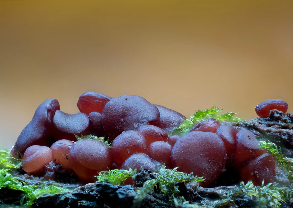 Slime Mould 2024 10