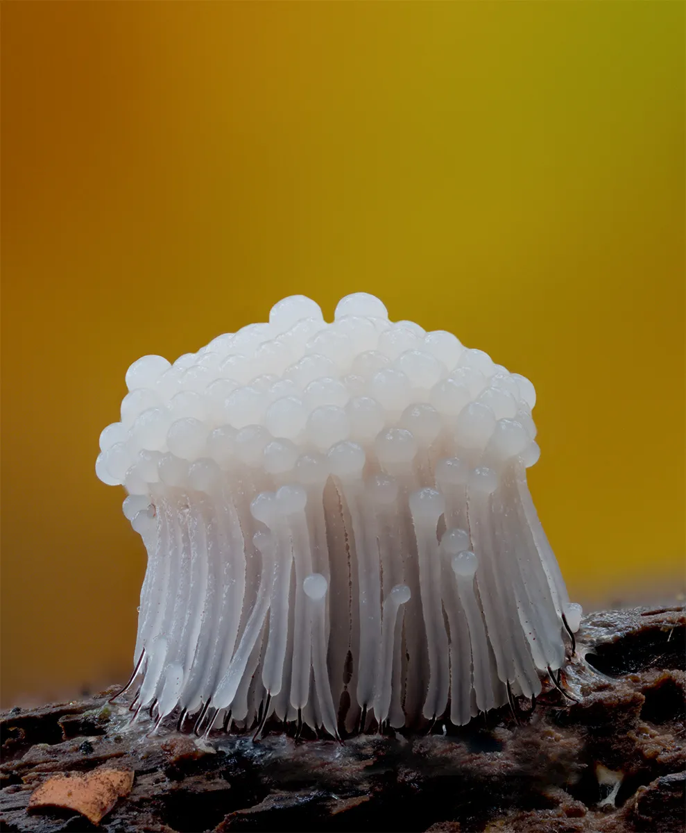 Slime Mould 2024 11