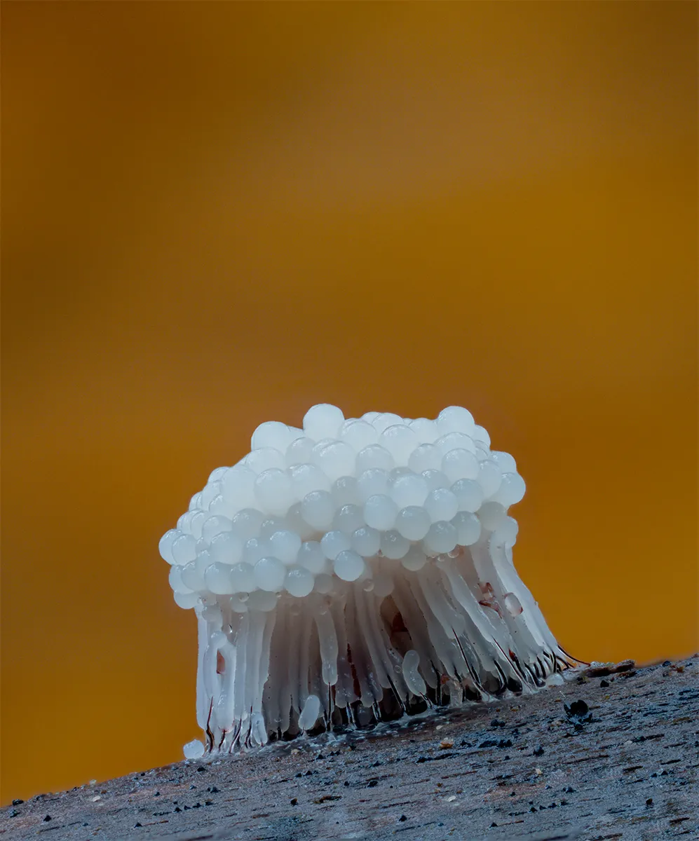 Slime Mould 2024 12