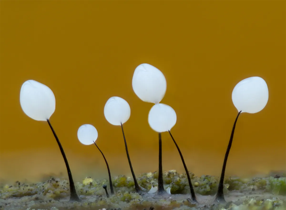 Slime Mould 2024 16