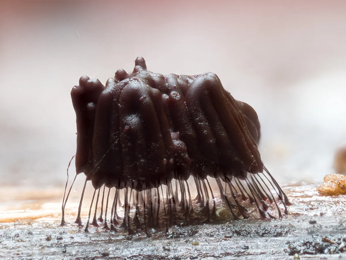Slime Mould 2024 3