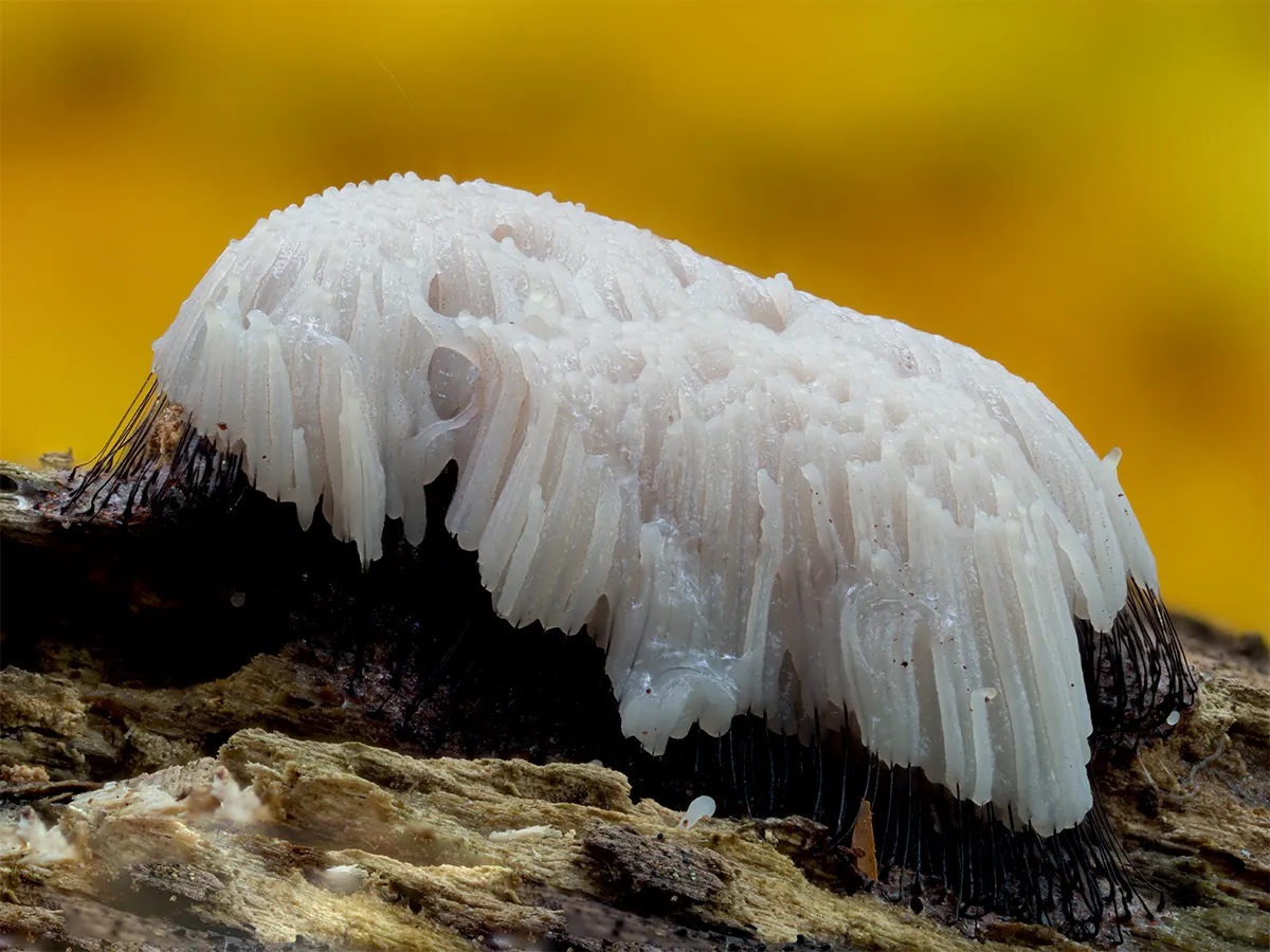 Slime Mould 2024 9