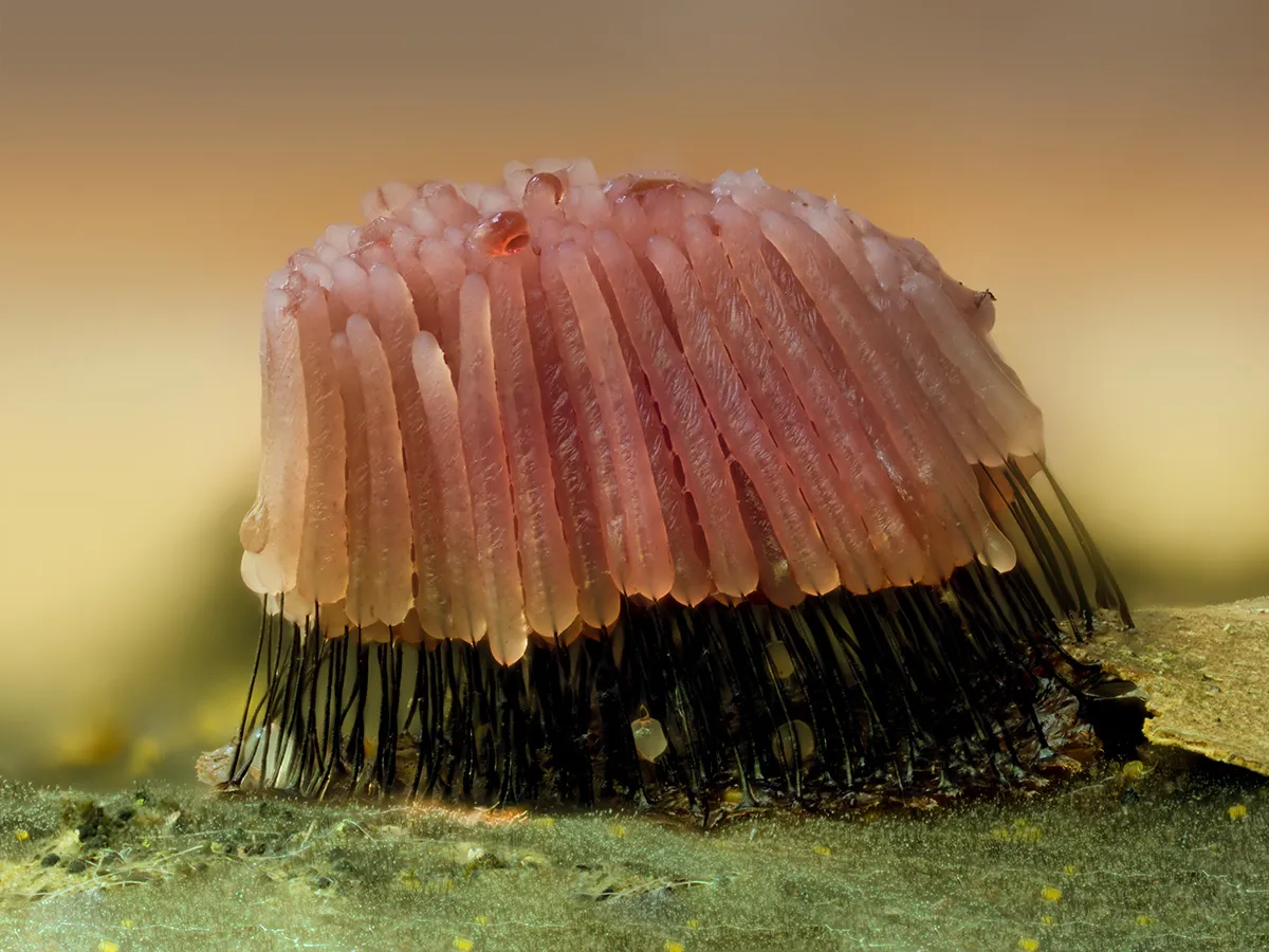 Slime Mould 2025 1