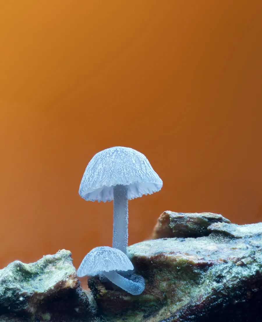 Slime Mould 2025 14