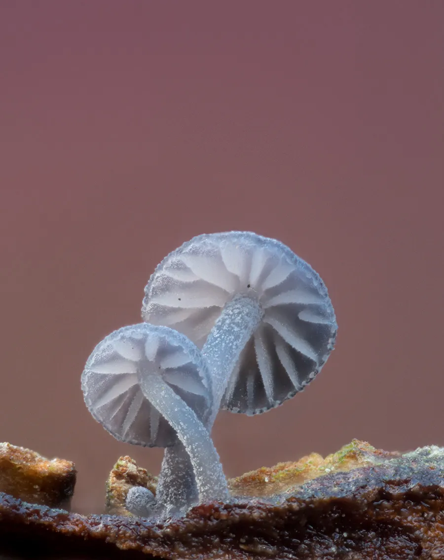 Slime Mould 2025 15