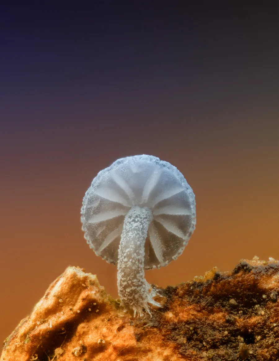 Slime Mould 2025 16