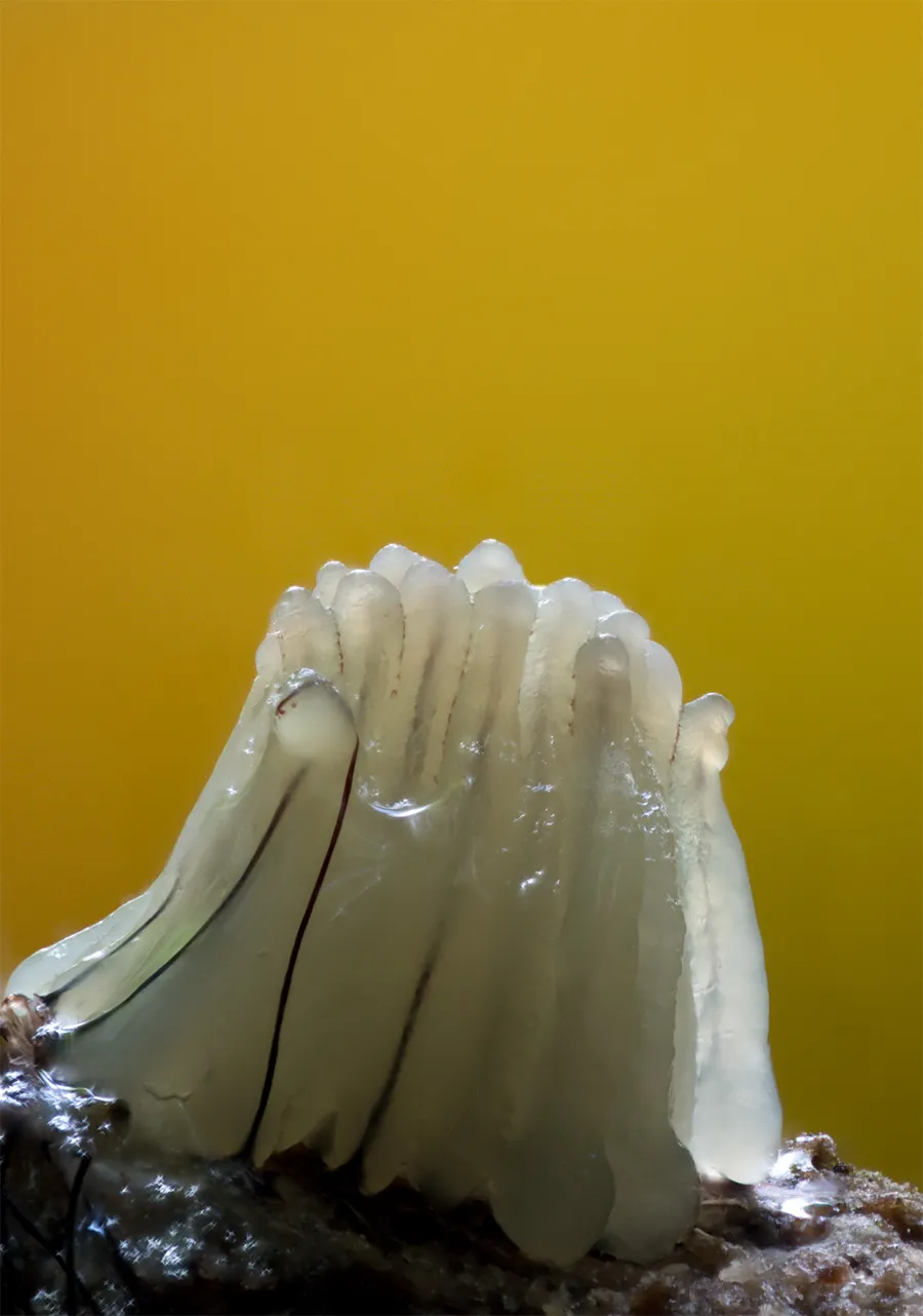 Slime Mould 2025 3
