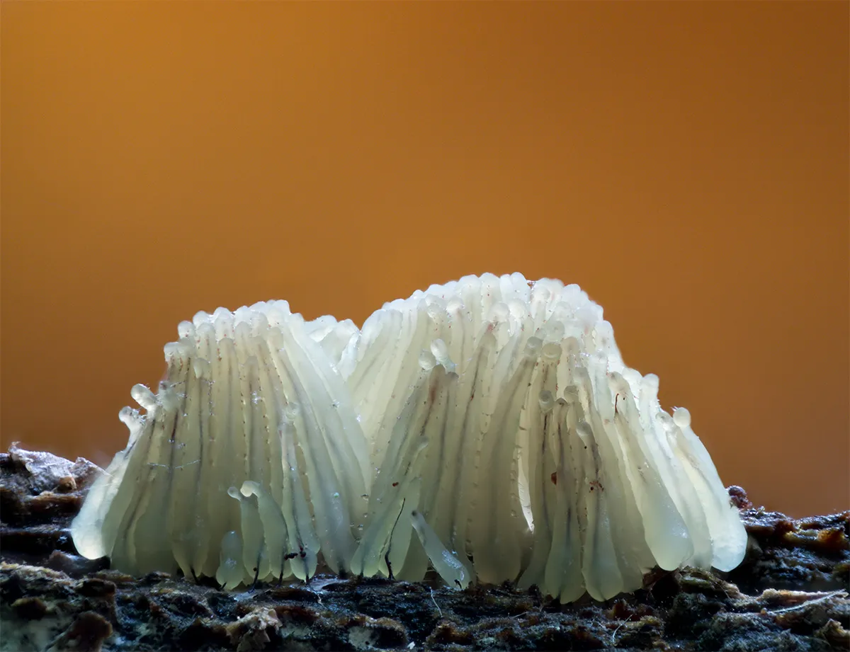 Slime Mould 2025 4