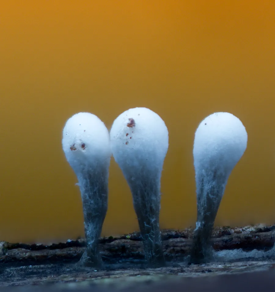 Slime Mould 2025 7