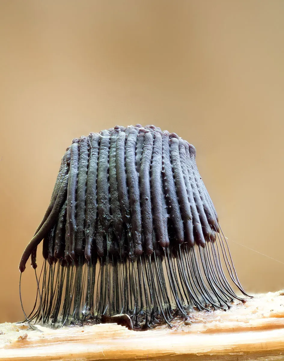 Slime Mould 2026 11