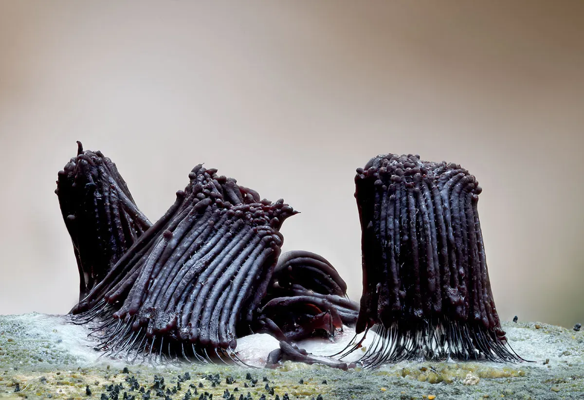 Slime Mould 2026 14