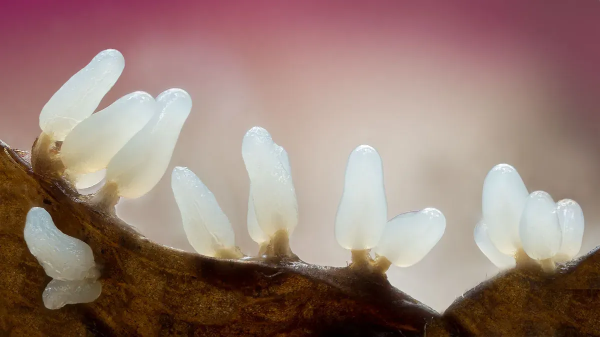 Slime Mould 2026 17