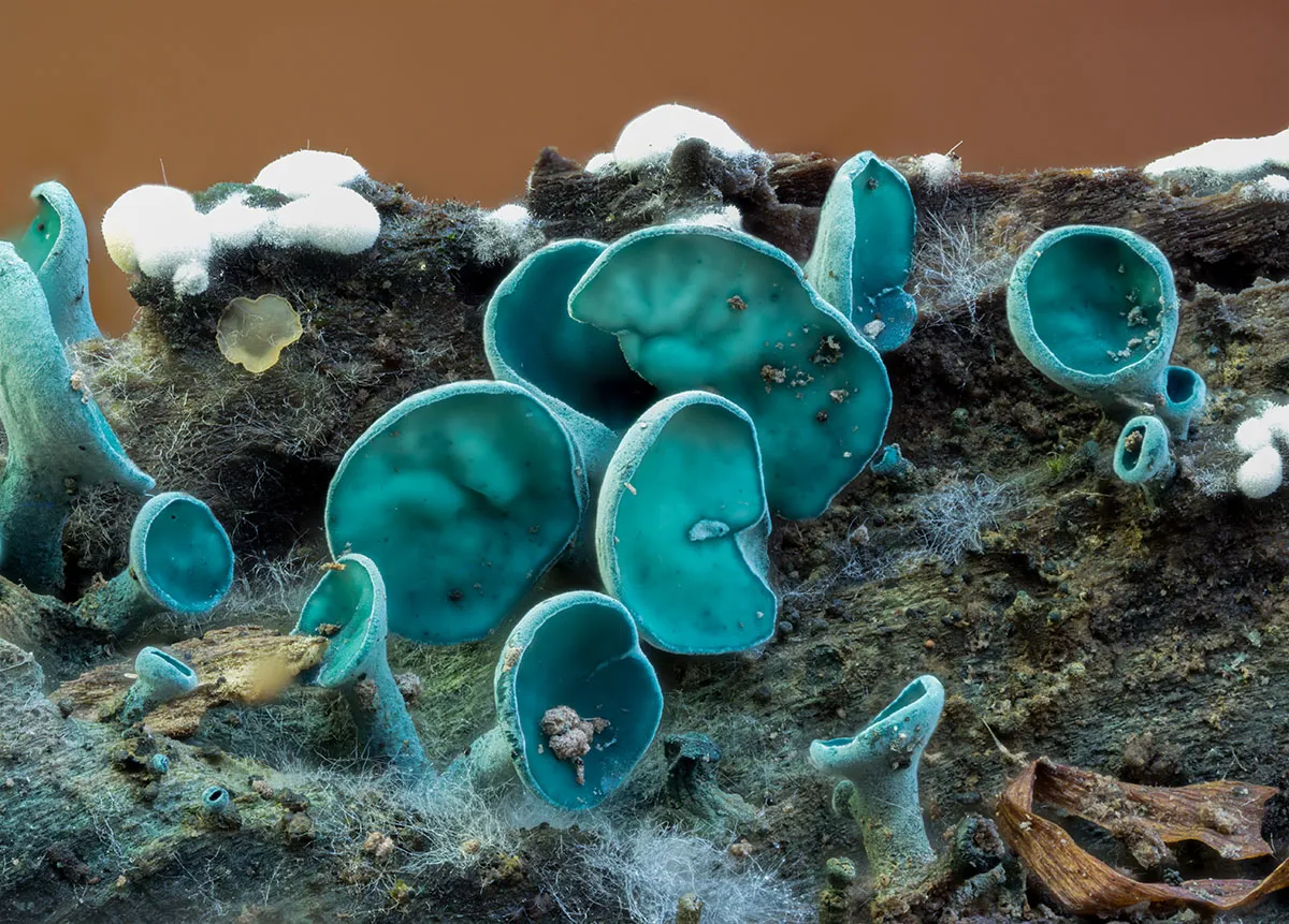 Slime Mould 2026 20
