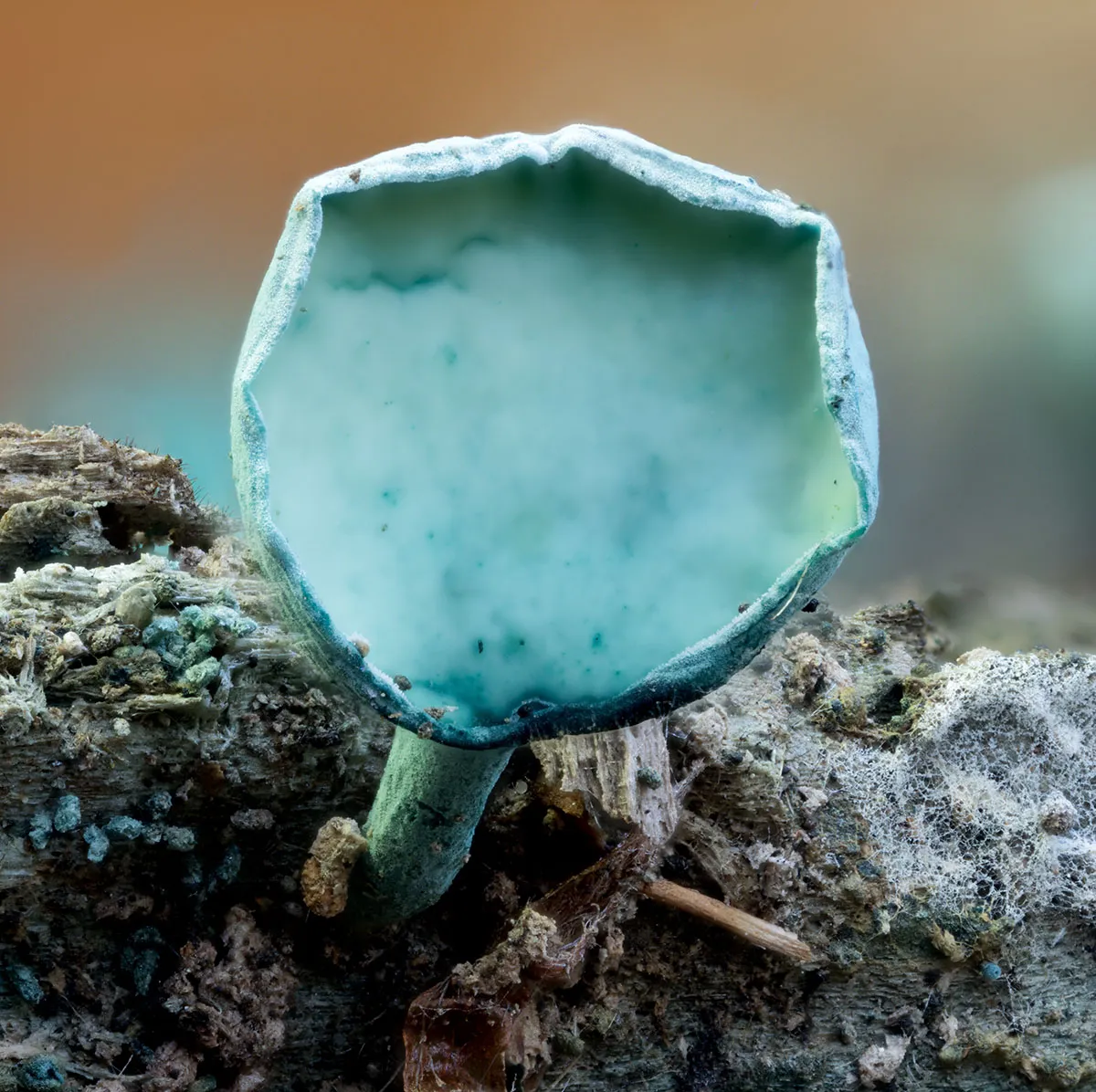 Slime Mould 2026 22
