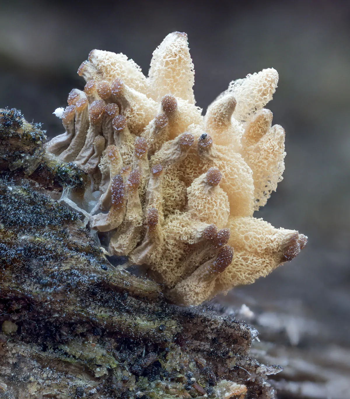 Slime Mould 2026 24