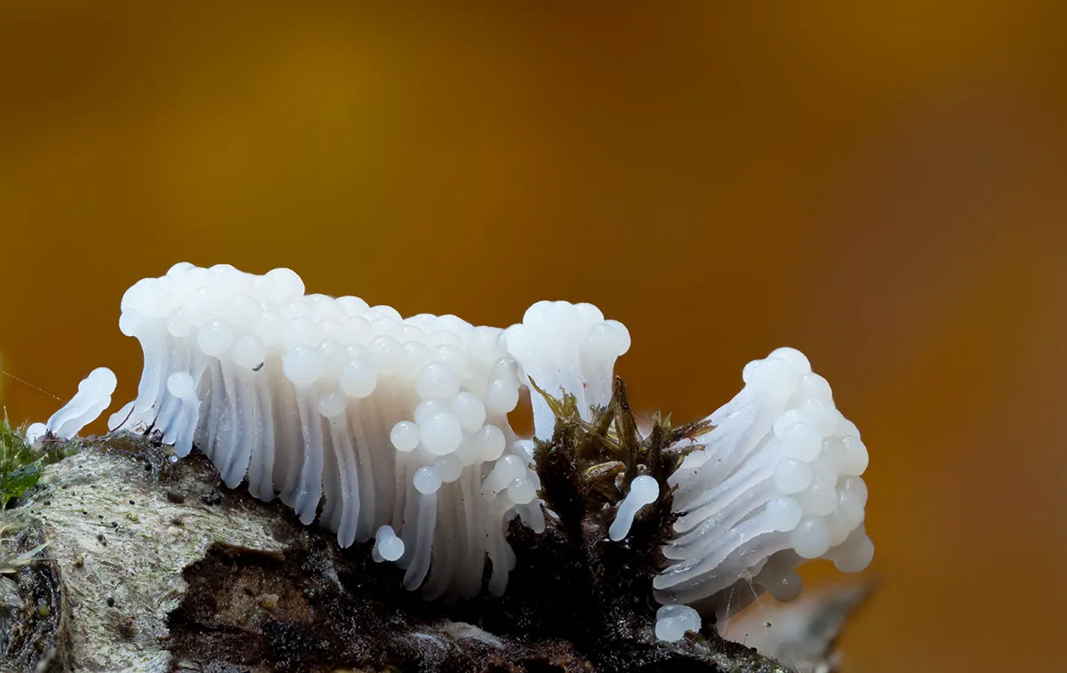 Slime Mould 2026 25