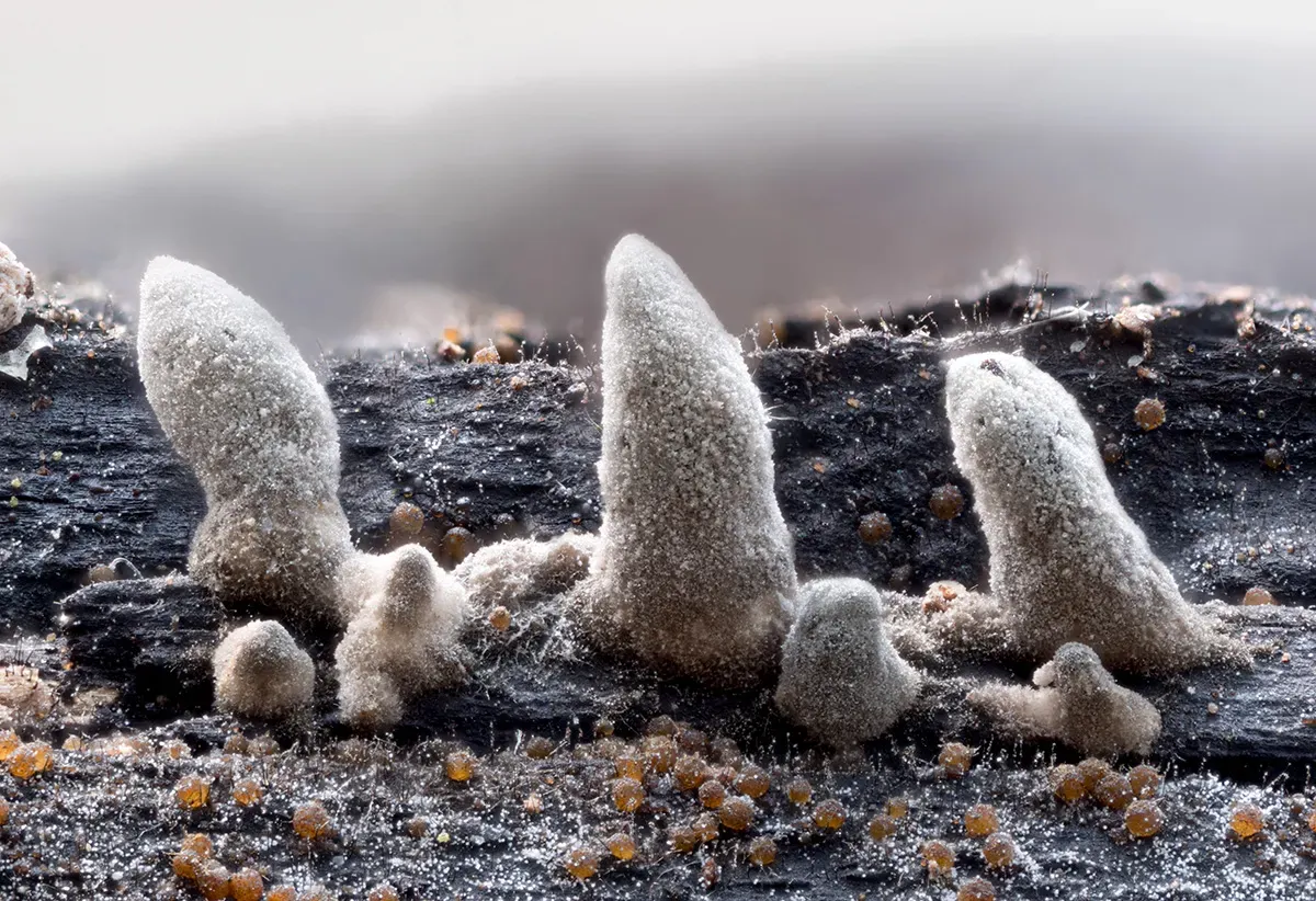 Slime Mould 2026 3