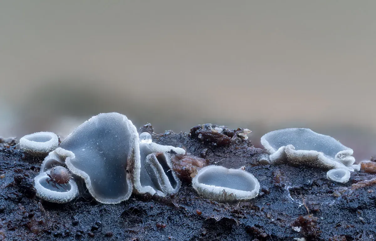 Slime Mould 2026 4