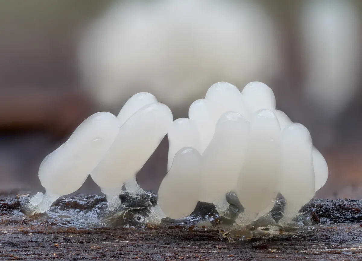 Slime Mould 2026 5