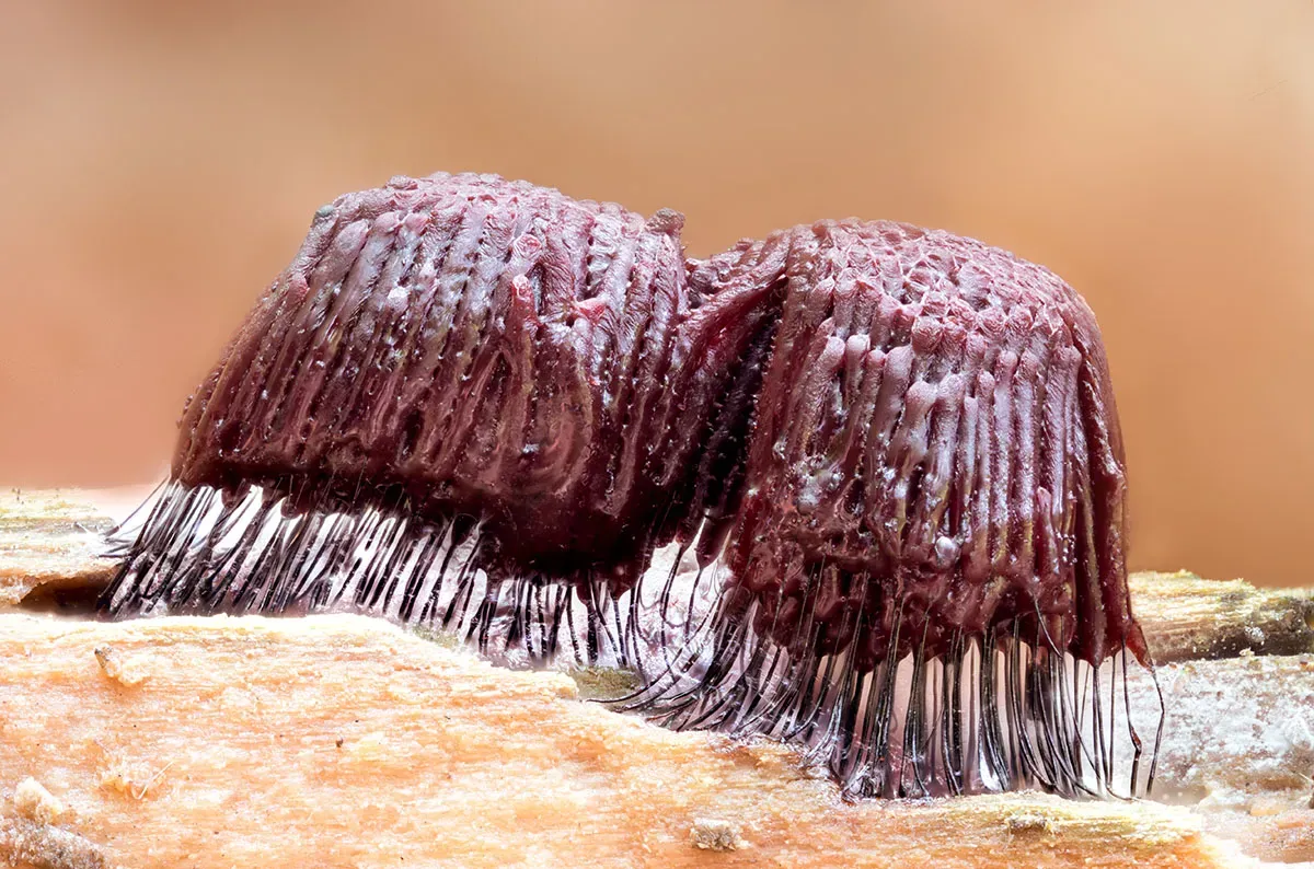 Slime Mould 2026 8