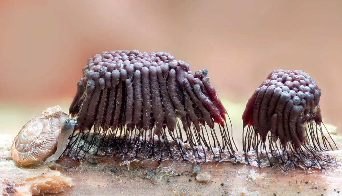 Slime Mould 2026 9