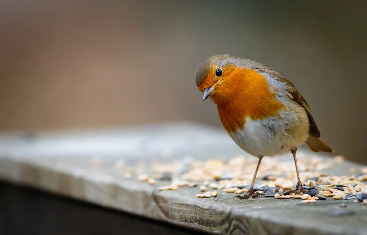 Birds 10