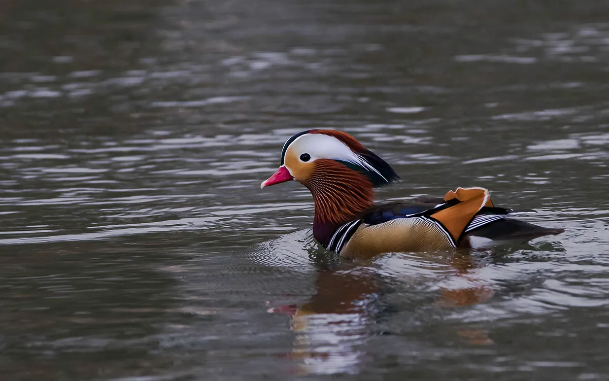 Birds 12
