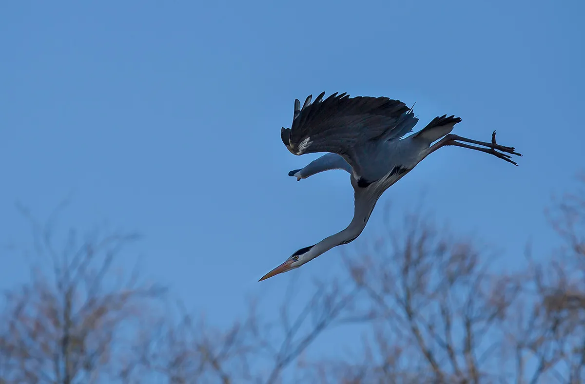 Birds 13