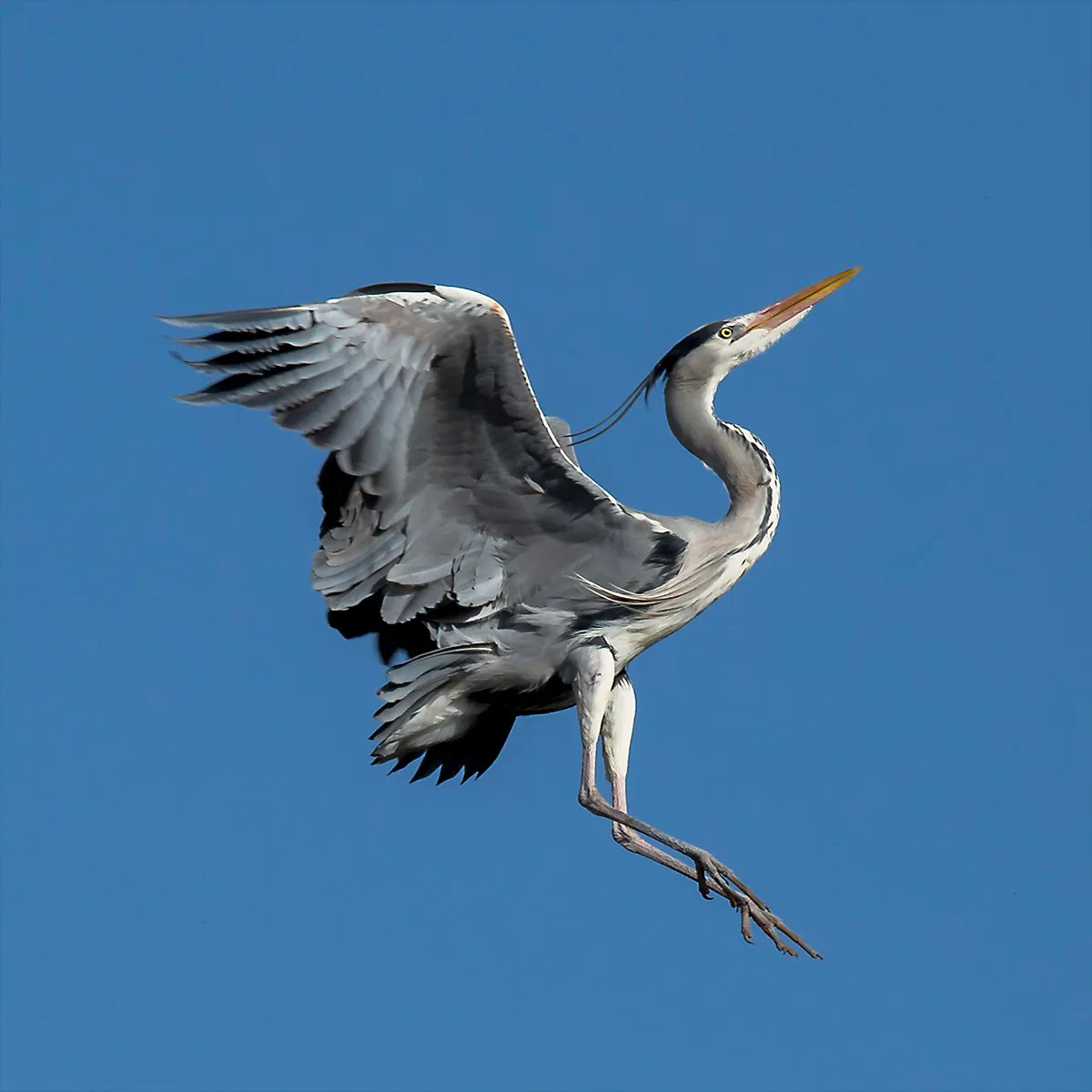 Birds 14