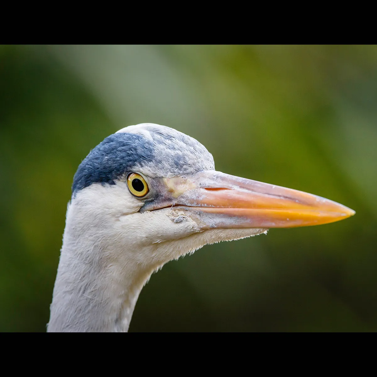 Birds 15