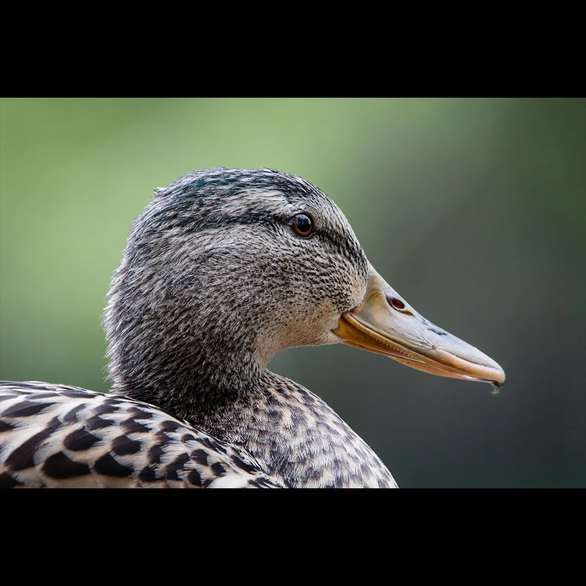Birds 18