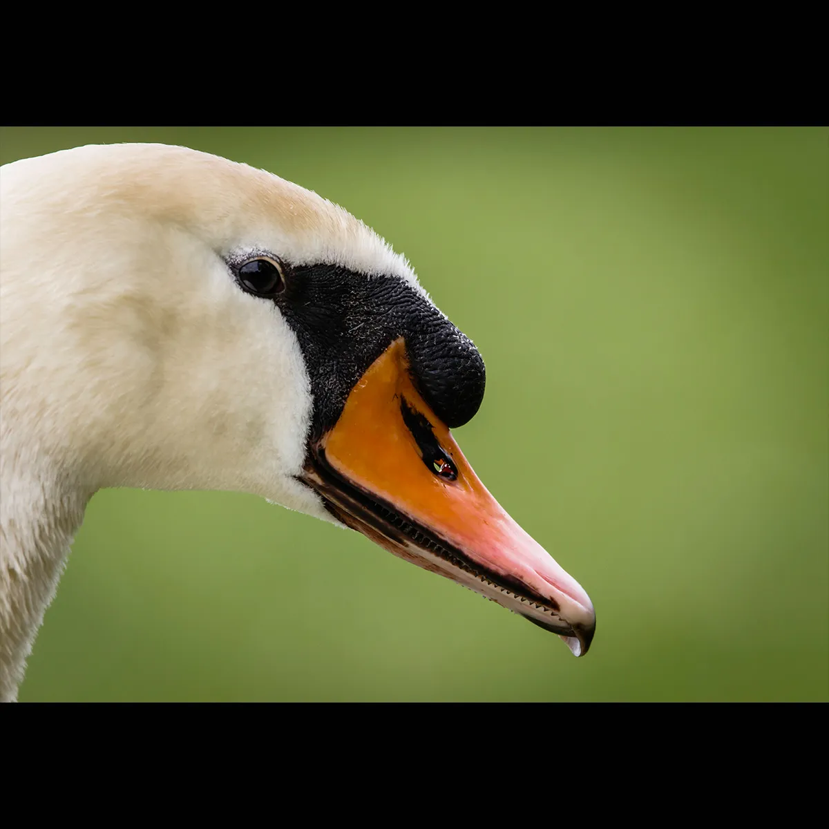 Birds 19