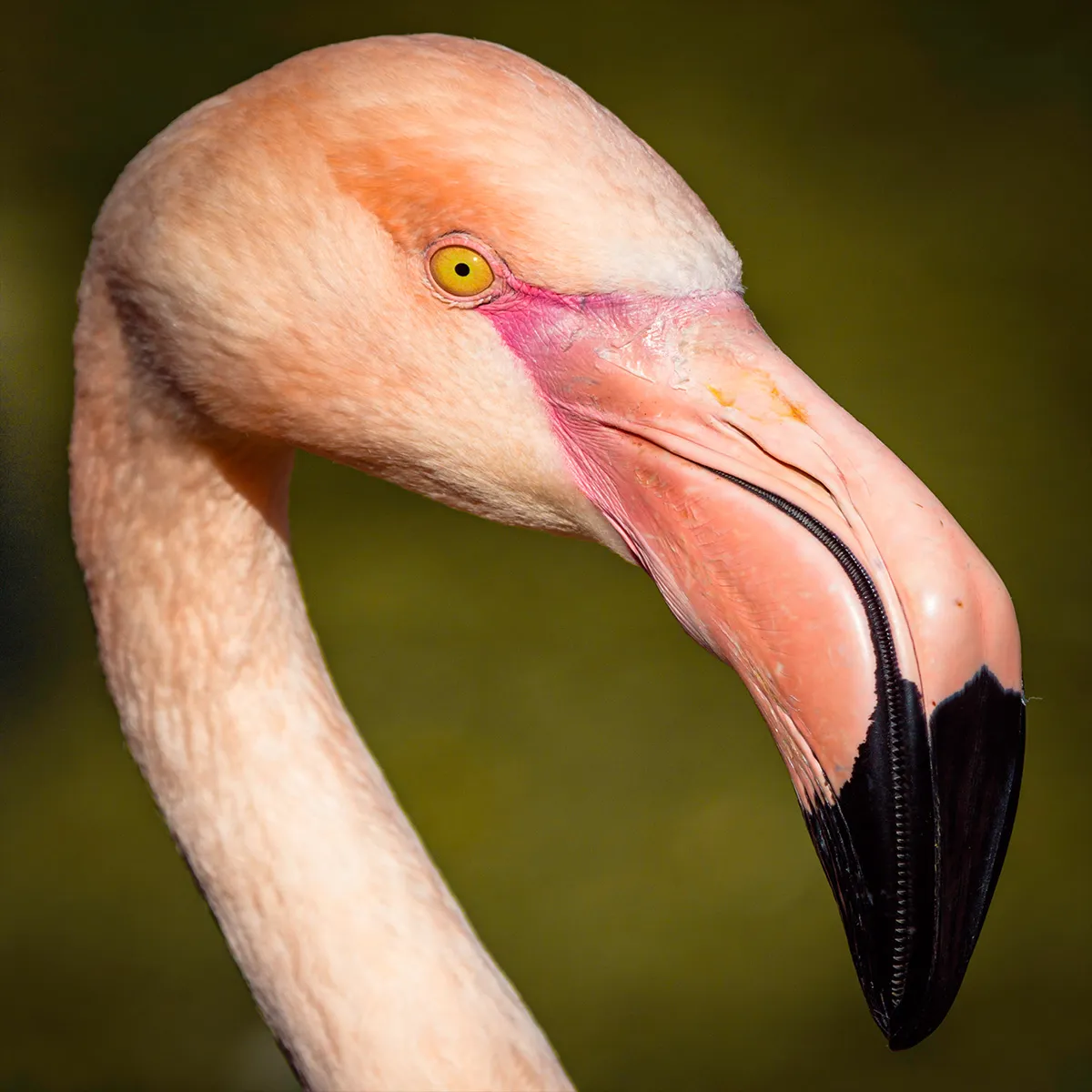 Birds 20