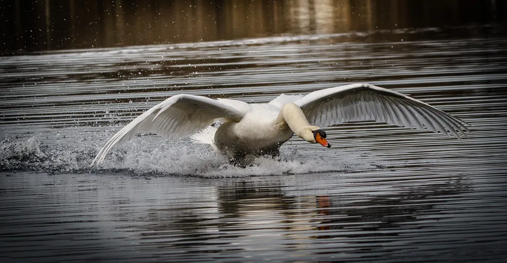 Birds 25