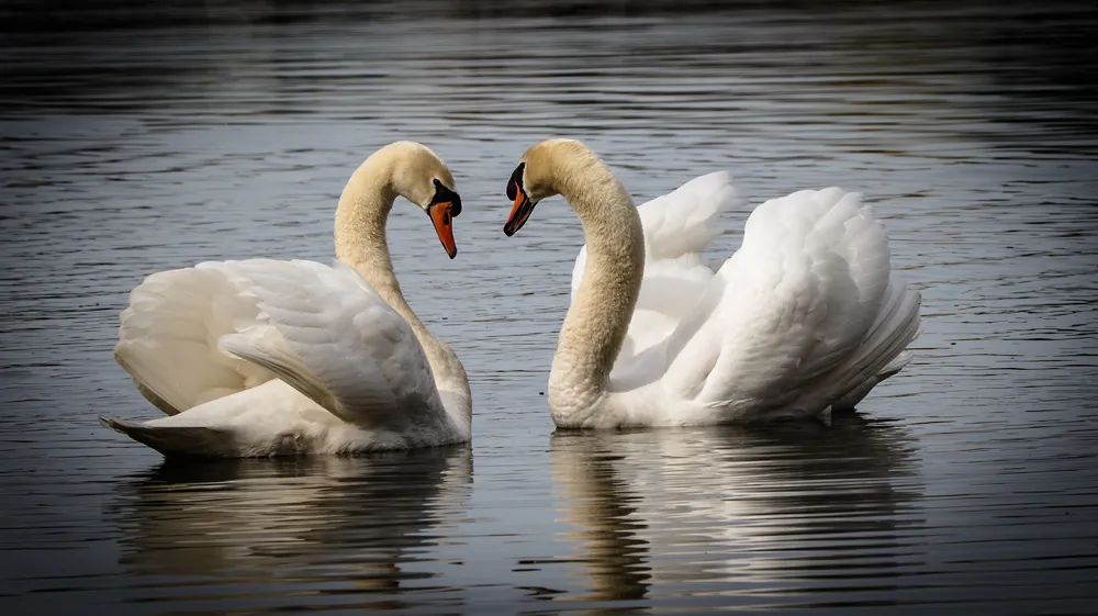 Birds 26