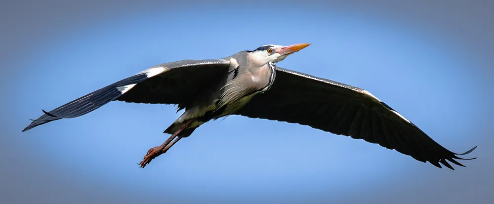 Birds 27