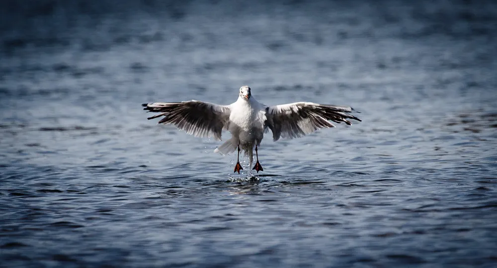Birds 28