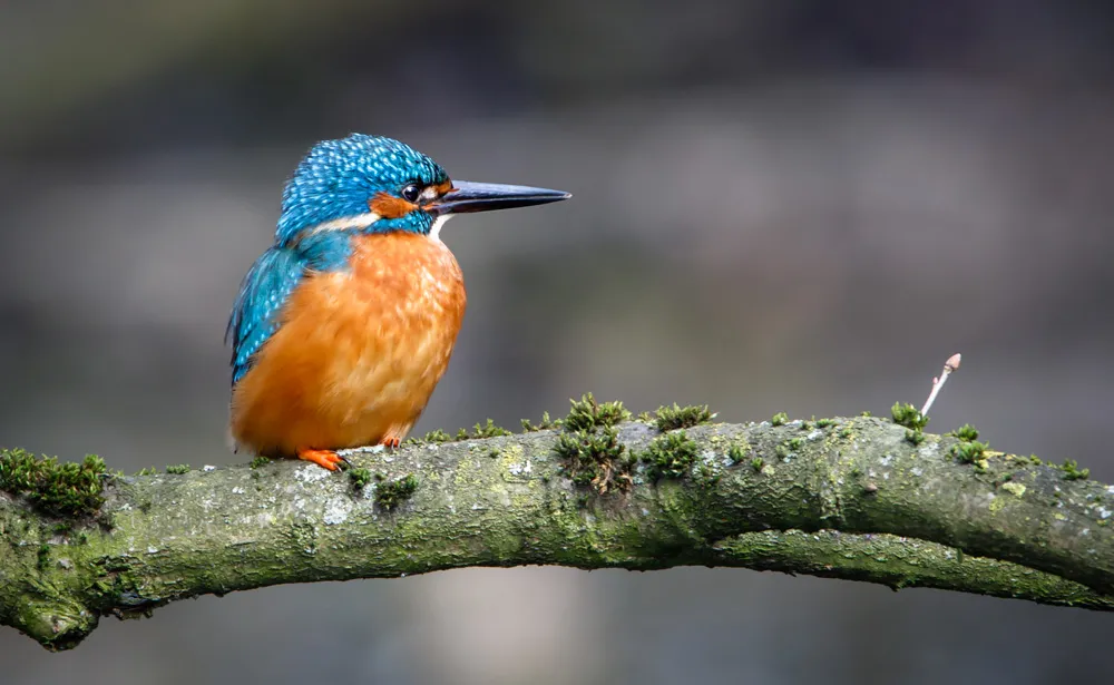 Birds 29