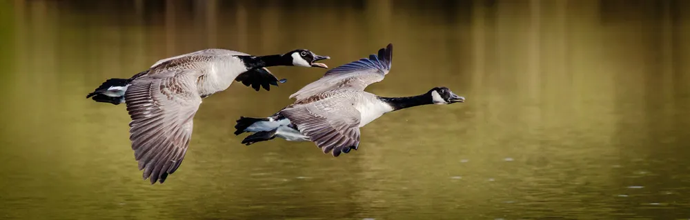 Birds 31
