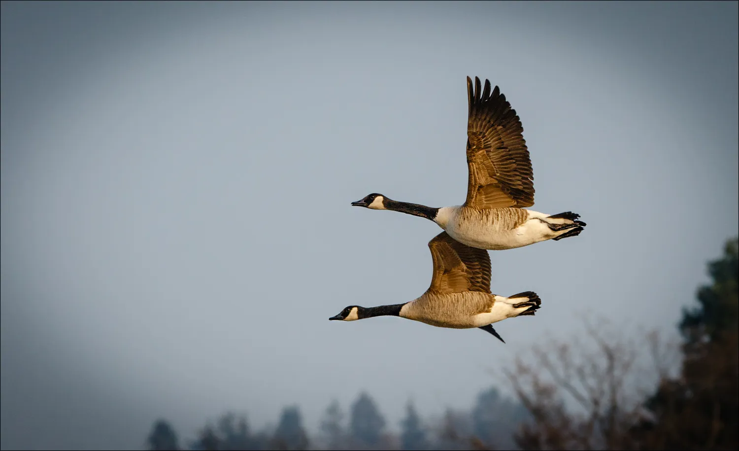 Birds 33